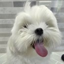 김포24시힐동물의료센터 이미지