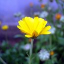 희망의 꽃밭에서 이미지