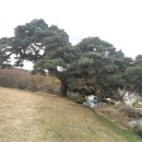 서창 소나무 이미지