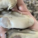 일공 | 통영 제철 생굴 1kg 12,900원? 일공푸드 냉동굴 솔직 후기