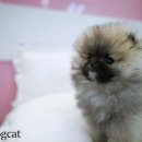 앤애견샵 이미지