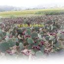 경호농장 이미지