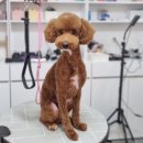 댕댕이모 이미지