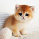 펫아미 강아지분양 고양이분양 동탄점 이미지