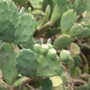 제주 월령리 선인장군락 이미지