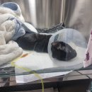 배방동물병원 | [서초구/교대역] 교대 동물병원 / 수컷 중성화 / 고양이 동물병원 🐈‍⬛ 진료 후기