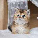 천안고양이 분양 냥블리 이미지