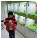 꼬마애견샵 이미지