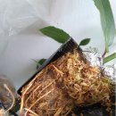 월계수한의원 이미지