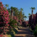 신흥동백나무군락 이미지