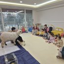 동물친구들을 만났어요~~^^(블랙노즈,가고일도마뱀붙이,볏도마뱀붙이) 이미지