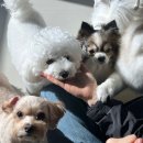 몽글몽글애견유치원 | 새솔동 멍스타 안산애견유치원 리얼 후기