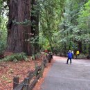 레드우드 이미지