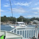 향남 야놀자 | 보홀여행 발리카삭 호핑투어(feat.돌고래,거북이) 후기