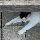 세븐일레븐 수원송정점 | #16 슈퍼칼리프레질리스틱엑스피알리도셔스