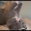 강아지랑 고양이 이미지