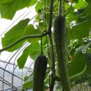 하경농장 이미지