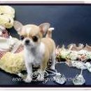 명품애견 이미지