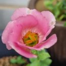 오늘, 정원 이미지