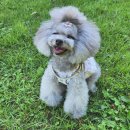 인천강아지분양 판도라독 가정분양 이미지