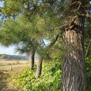 선암1리 이미지