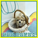 프리펫 강아지분양 고양이분양 천안본점 | 천안강아지입양 매장은 너무 쾌적했어요