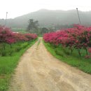 행복한사슴농장 이미지