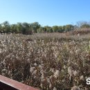 솔빛공원 농구장 | 인천 중구 가을공원 소풍 남항근린공원(학익에코테마파크)