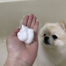 보보펫 | 강아지 저자극샴푸 보보펫 트리니티 보보 후기🤍