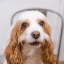 마오네 문덕점 이미지