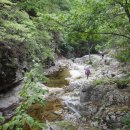 제358차 정기산행 강원 삼척 용인등봉(1124m).문지골 계곡트래킹 이미지