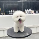 숑숑 그루밍 이미지