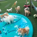 더예쁘개 이미지