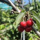 곡성농협 APC 이미지