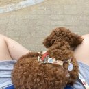 뽀송하개 이미지