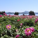 2025-05-07(수)전남 민간정원 1호 애도(고흥쑥섬)봄꽃축제-고흥 신부 부케의 꽃 작약 이미지