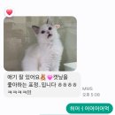 대구고양이분양 원펫 | 대구 고양이분양 원펫 고양이 분양 대구 반월당 고양이분양