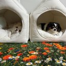 늘푸른세탁 | PLUFFY ARCHIVE 플러피아카이브 시크릿가든 꽃밭 감성 러그 내돈내산 후기