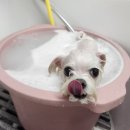 안나 펫 살롱 이미지