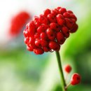 진생베리(Ginseng Berry)효능 이미지