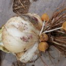 토종슈퍼 이미지