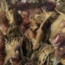 천연산야초농장 이미지