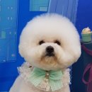 개님은 털빨 이미지