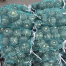 밤호박 시세내렸어요 , 강원도 속노랑 쌈배추 이미지