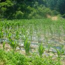 양구목장 이미지