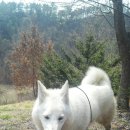 똥강아지 이미지