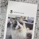 랙돌카페냐옹 이미지