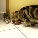 깜놀한 새끼 너구리판다 이미지