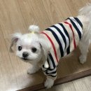 댕댕이발소 이미지