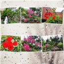 백일홍동산 이미지